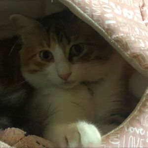 Meet your Posher, Renee